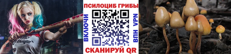 Купить где  Ахтубинск  Галлюциногенные грибы Cubensis 